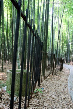 竹林 铁栅栏