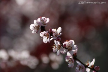 桃花 花卉 花朵