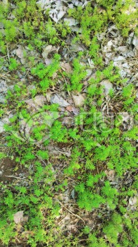 野草（高清）