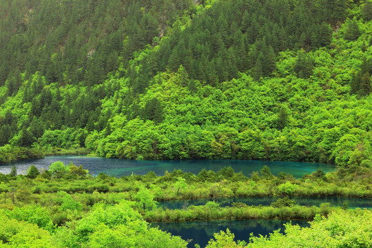 九寨沟风光 树正群海