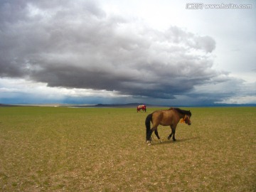 西藏阿里地区骏马