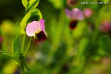 豌豆花