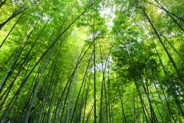竹林