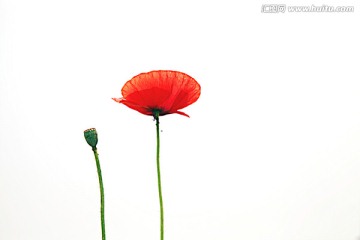 虞美人