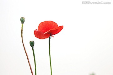 虞美人