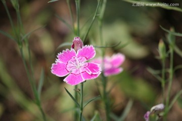 小菊花