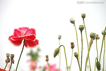 虞美人
