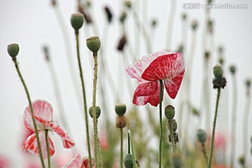 虞美人