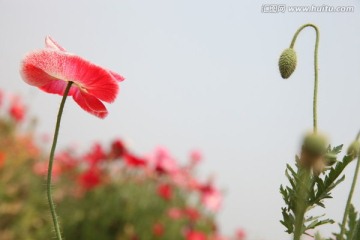 虞美人