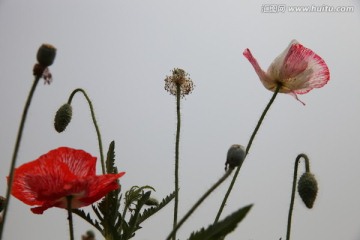 虞美人