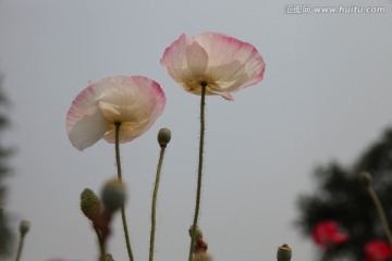 虞美人