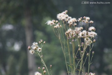 蒲公英