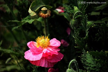 虞美人