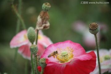 虞美人