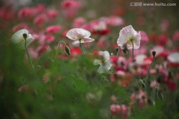 虞美人