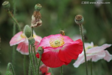 虞美人