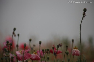 虞美人