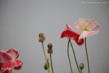 虞美人