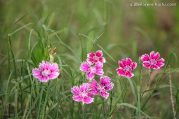 石菊