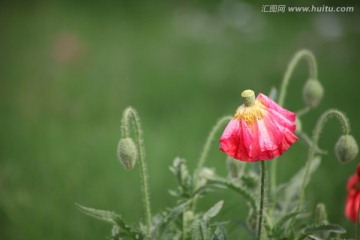 虞美人