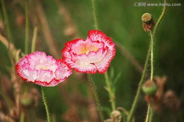 虞美人