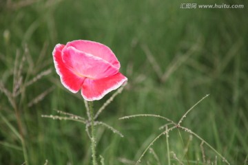 虞美人