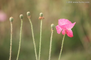 虞美人