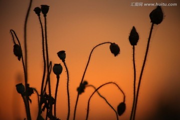 虞美人