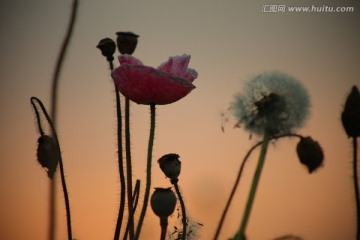 虞美人