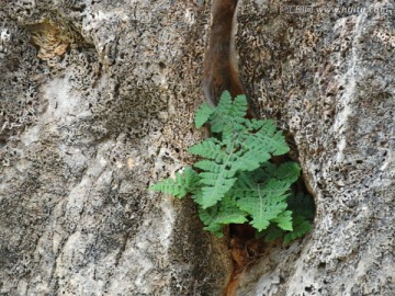 崖缝植物