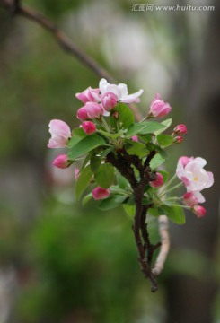 海棠花 海棠花开 花卉 花朵