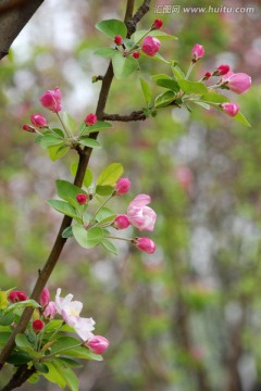 海棠花 海棠花开 花卉 花朵