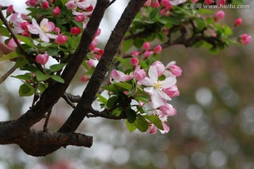 海棠花 海棠花开 花卉 花朵