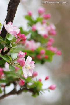 海棠花 海棠花开 花卉 花朵