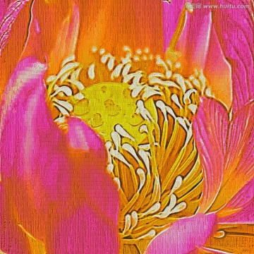 荷花花蕊