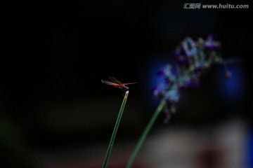 蜻蜓