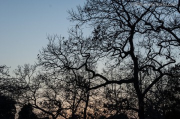 落日树木剪影