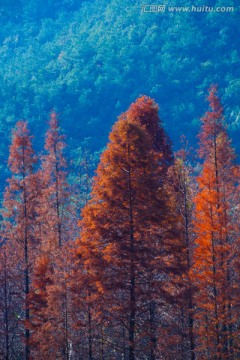 水杉林