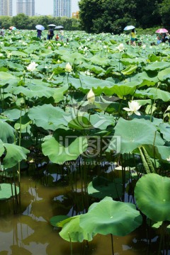 荷花池