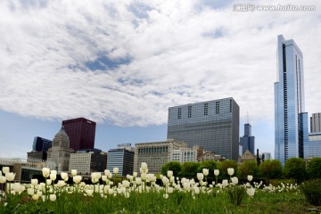 芝加哥城市景观