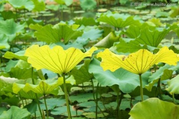 荷塘 荷叶