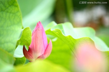 莲花 荷花 莲蓬