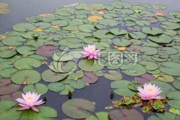 池塘浮萍与绿水睡莲