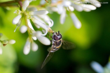 花朵上的苍蝇