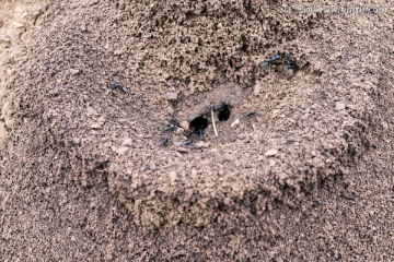 蚂蚁窝 蚂蚁巢穴