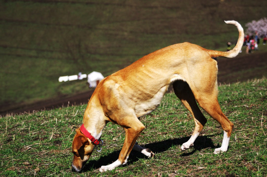 草原上的猎犬