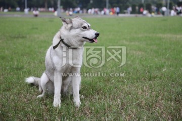 哈士奇犬 狗 宠物狗