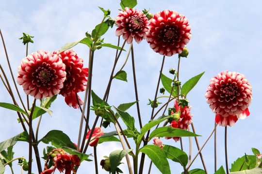 大丽花 红苕花