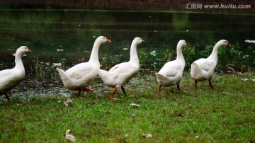 一群白鹅