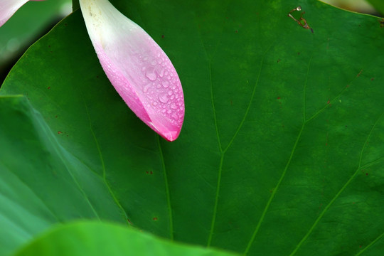 粉红色荷花